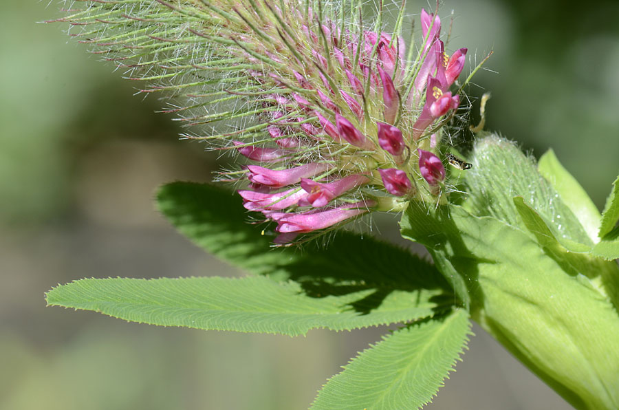 Trifolium rubens / Trifoglio rosseggiante